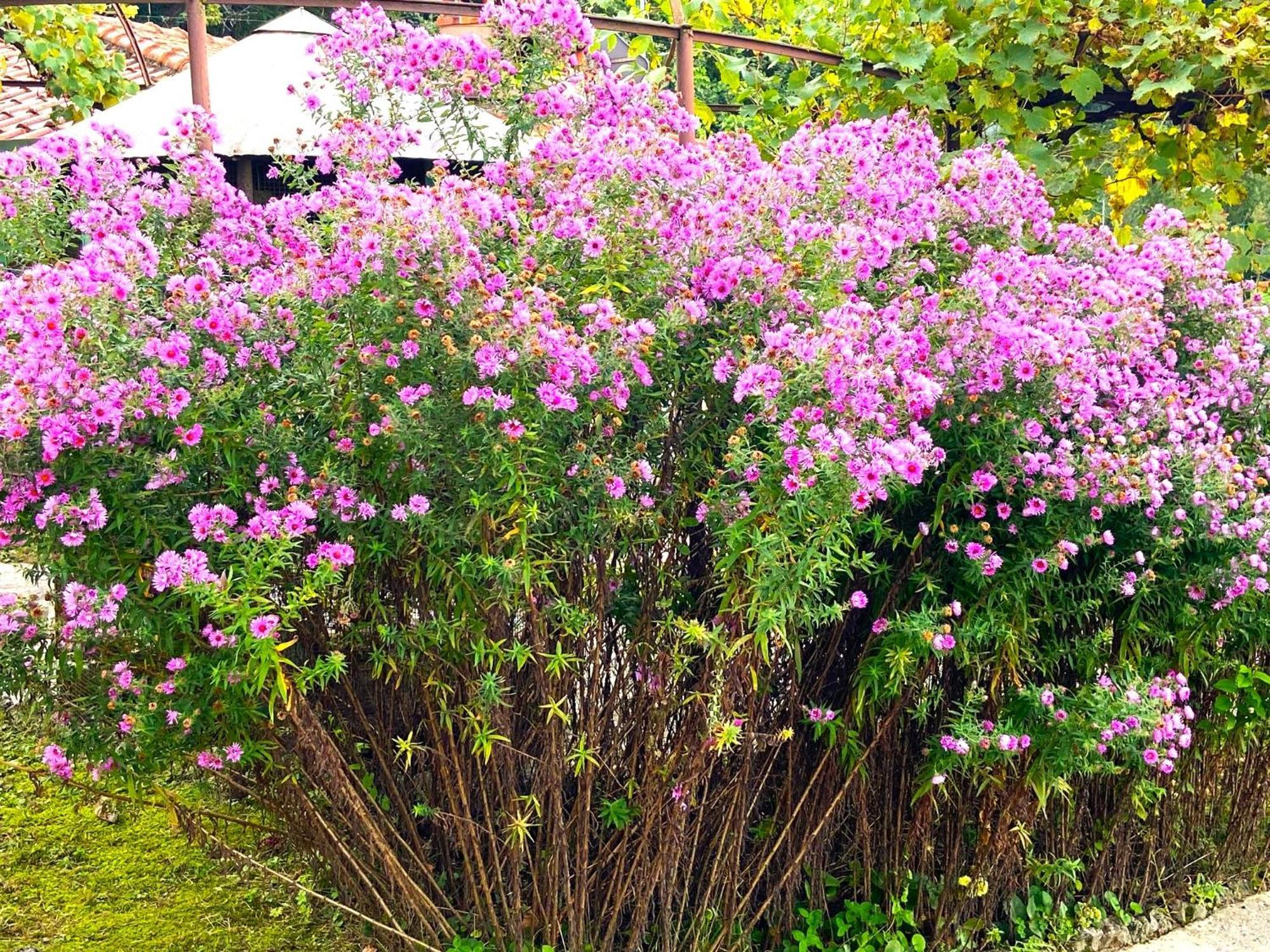 Villa Silvana 페를레도 외부 사진